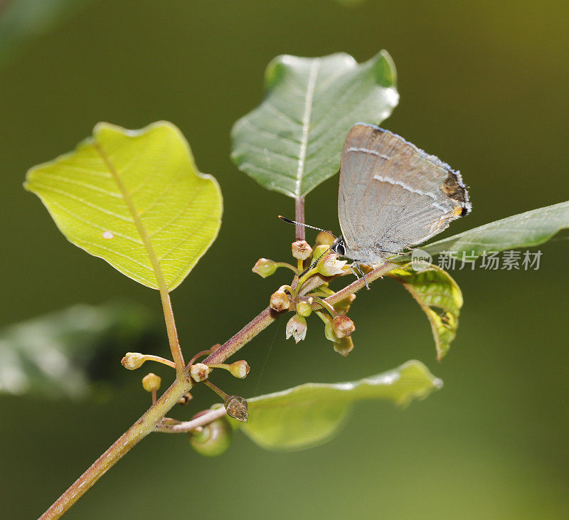 紫斑蝶(Neozephyrus quercus)